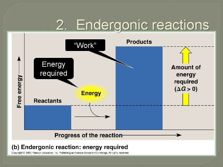2. Endergonic reactions “Work” Energy required 