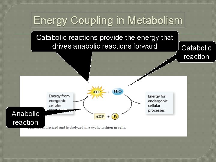 Energy Coupling in Metabolism Catabolic reactions provide the energy that drives anabolic reactions forward