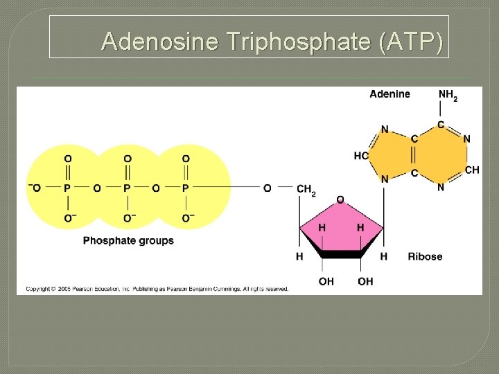 Adenosine Triphosphate (ATP) 
