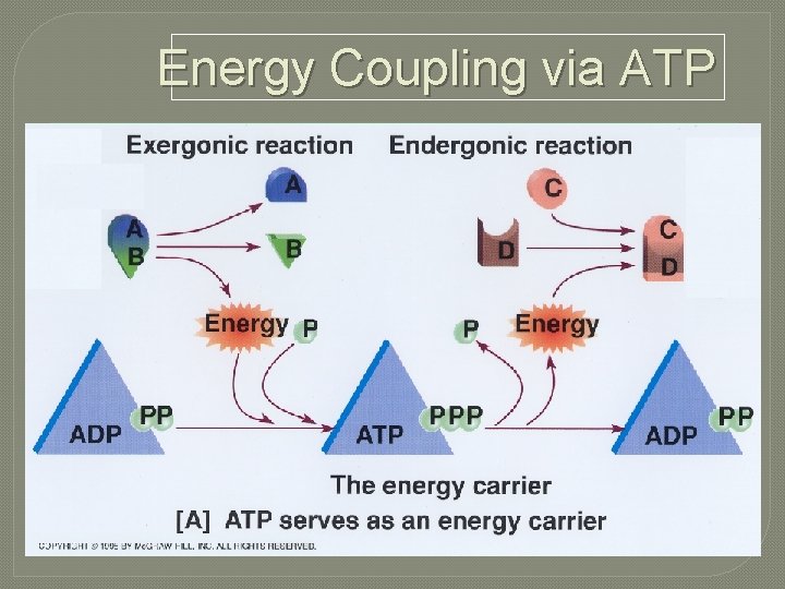 Energy Coupling via ATP 