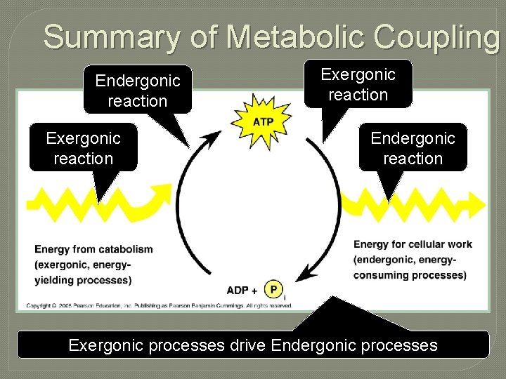 Summary of Metabolic Coupling Endergonic reaction Exergonic reaction Endergonic reaction Exergonic processes drive Endergonic