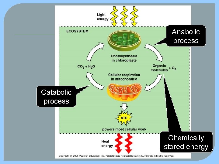 Anabolic process Catabolic process Chemically stored energy 