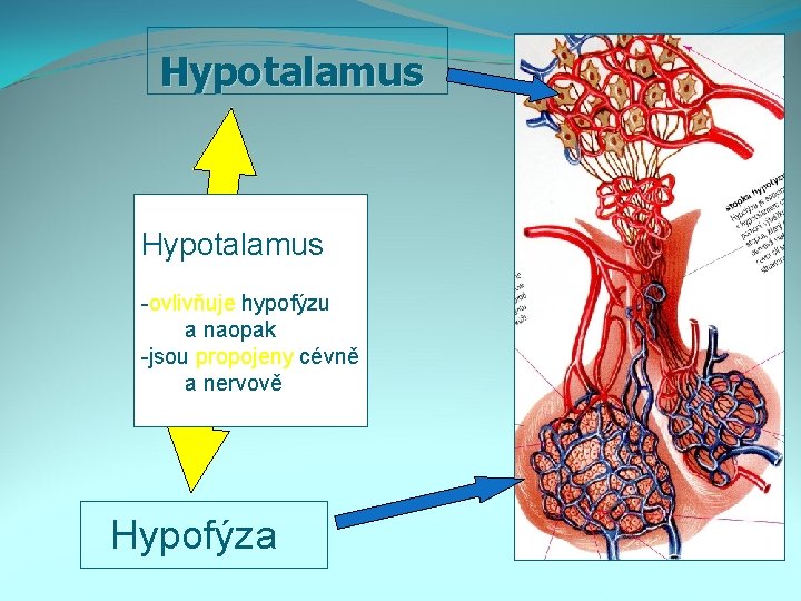 Hypotalamus -ovlivňuje hypofýzu a naopak -jsou propojeny cévně a nervově Hypofýza 