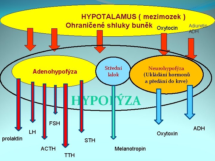 HYPOTALAMUS ( mezimozek ) Ohraničené shluky buněk Oxytocin Střední lalok Adenohypofýza Adiuretin ADH Neurohypofýza