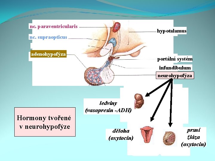 nc. paraventricularis hypotalamus nc. supraopticus adenohypofýza portální systém infundibulum neurohypofýza ledviny (vasopresin -ADH) Hormony