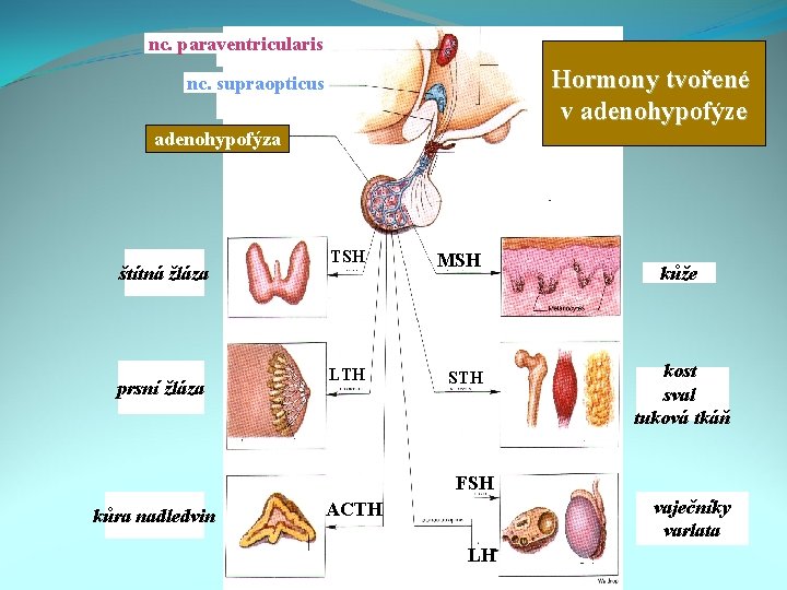 nc. paraventricularis Hormony tvořené v adenohypofýze nc. supraopticus adenohypofýza štítná žláza prsní žláza TSH