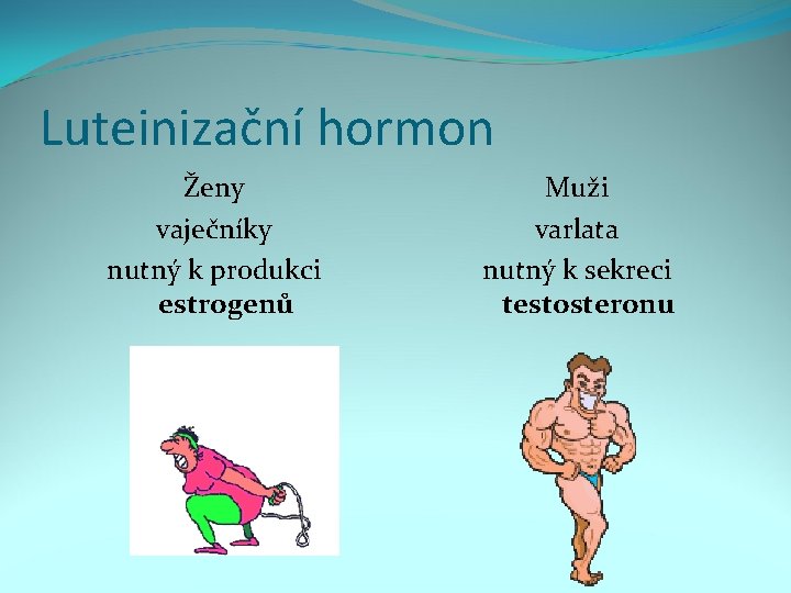 Luteinizační hormon Ženy vaječníky nutný k produkci estrogenů Muži varlata nutný k sekreci testosteronu