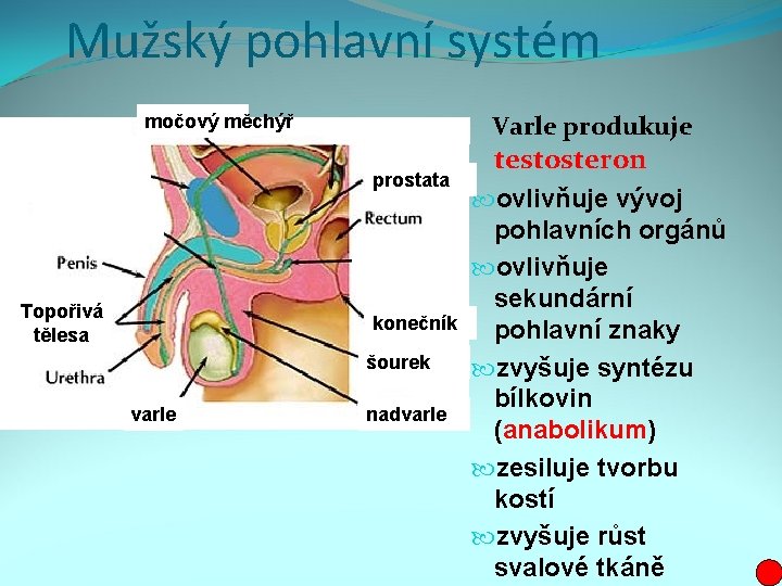 Mužský pohlavní systém Varle produkuje močový měchýř prostata Topořivá tělesa konečník šourek varle nadvarle