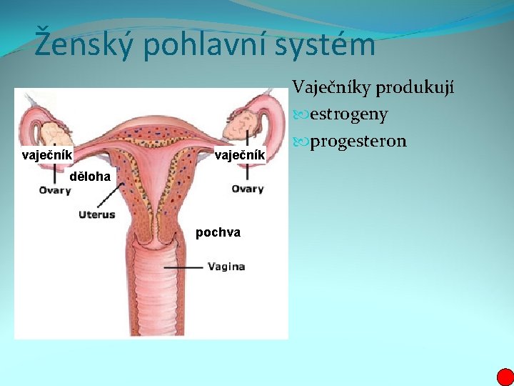 Ženský pohlavní systém vaječník děloha pochva Vaječníky produkují estrogeny progesteron 