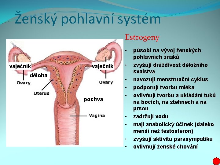 Ženský pohlavní systém Estrogeny • vaječník děloha pochva • • působí na vývoj ženských