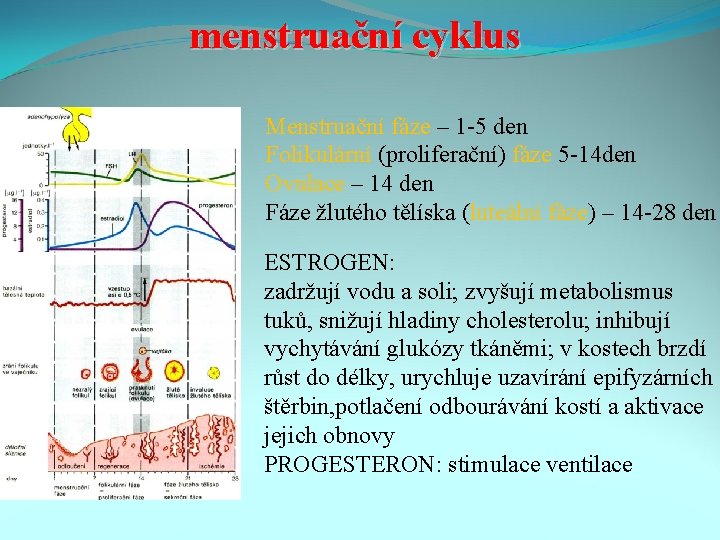 menstruační cyklus Menstruační fáze – 1 -5 den Folikulární (proliferační) fáze 5 -14 den