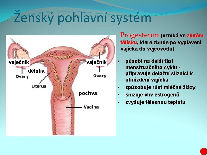 Ženský pohlavní systém Progesteron (vzniká ve žlutém tělísku, které zbude po vyplavení vajíčka do
