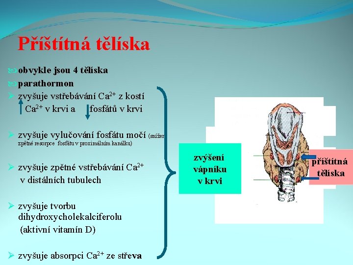 Příštítná tělíska obvykle jsou 4 tělíska parathormon Ø zvyšuje vstřebávání Ca 2+ z kostí