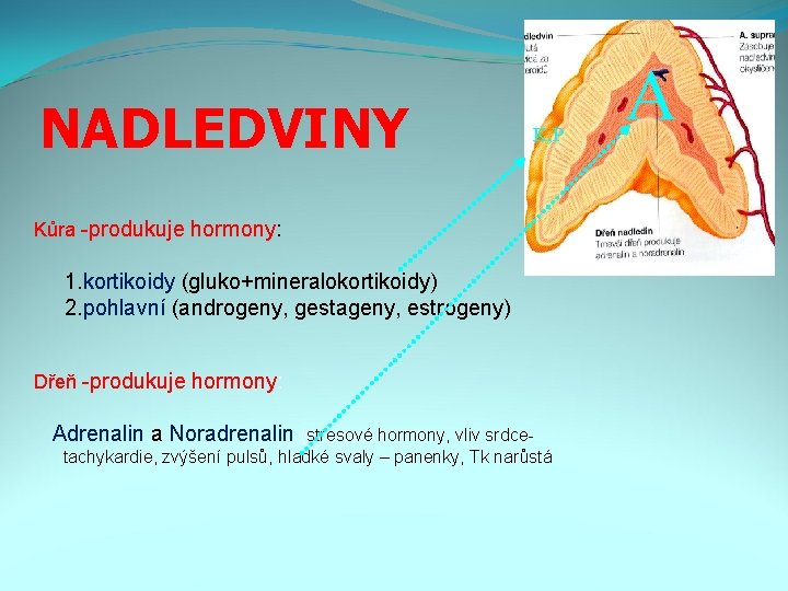 NADLEDVINY K, P Kůra -produkuje hormony: 1. kortikoidy (gluko+mineralokortikoidy) 2. pohlavní (androgeny, gestageny, estrogeny)