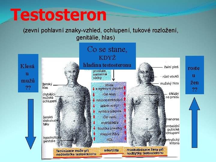Testosteron (zevní pohlavní znaky-vzhled, ochlupení, tukové rozložení, genitálie, hlas) Co se stane, Klesá u