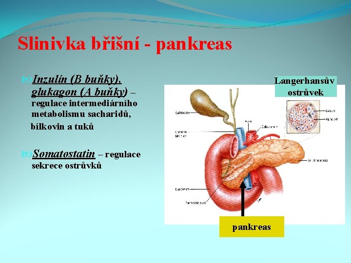 Slinivka břišní - pankreas Inzulín (B buňky), glukagon (A buňky) – Langerhansův ostrůvek regulace