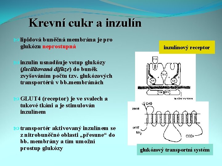 Krevní cukr a inzulín lipidová buněčná membrána je pro glukózu neprostupná inzulínový receptor inzulín