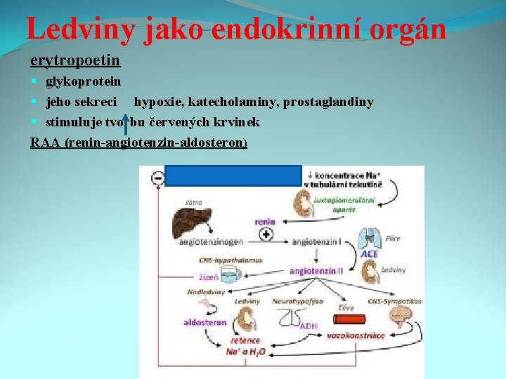 Ledviny jako endokrinní orgán erytropoetin § glykoprotein § jeho sekreci hypoxie, katecholaminy, prostaglandiny §