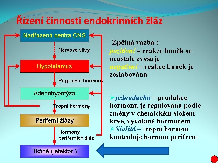 Řízení činnosti endokrinních žláz Nadřazená centra CNS Nervové vlivy Hypotalamus Regulační hormony Adenohypofýza Tropní