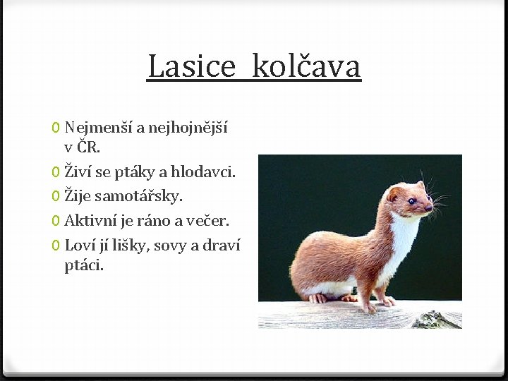 Lasice kolčava 0 Nejmenší a nejhojnější v ČR. 0 Živí se ptáky a hlodavci.