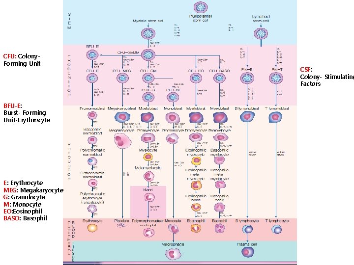 CFU: Colony. Forming Unit BFU-E: Burst- Forming Unit-Erythrocyte E: Erythrocyte MEG: Megakaryocyte G: Granulocyte