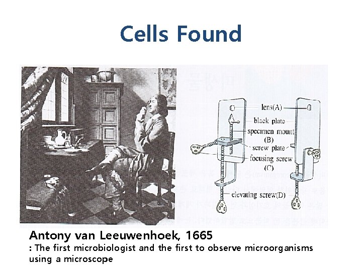 Cells Found Antony van Leeuwenhoek, 1665 : The first microbiologist and the first to