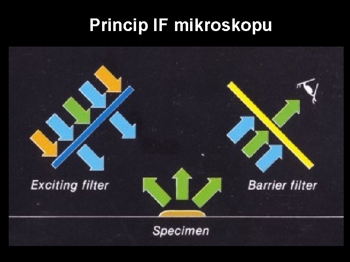 Princip IF mikroskopu 