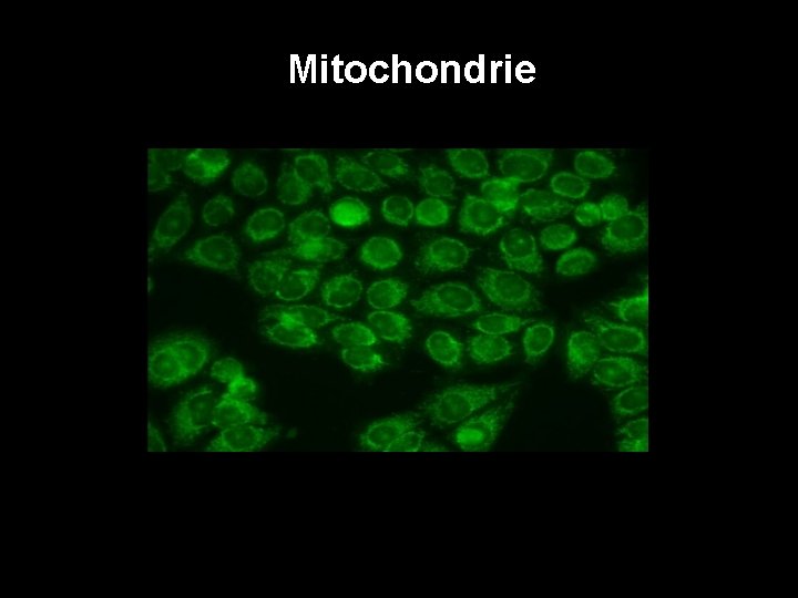 Mitochondrie 