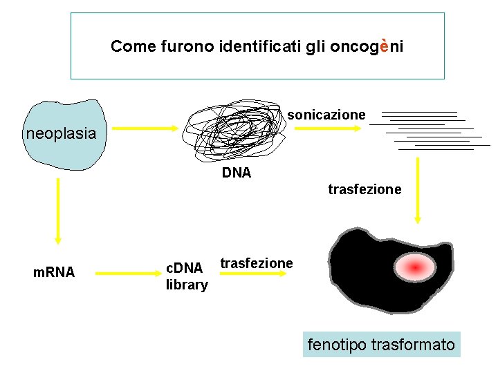 Come furono identificati gli oncogèni sonicazione neoplasia DNA trasfezione m. RNA c. DNA trasfezione