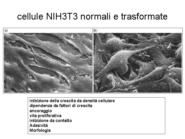 cellule NIH 3 T 3 normali e trasformate inibizione della crescita da densità cellulare