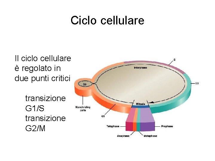 Ciclo cellulare Il ciclo cellulare è regolato in due punti critici transizione G 1/S