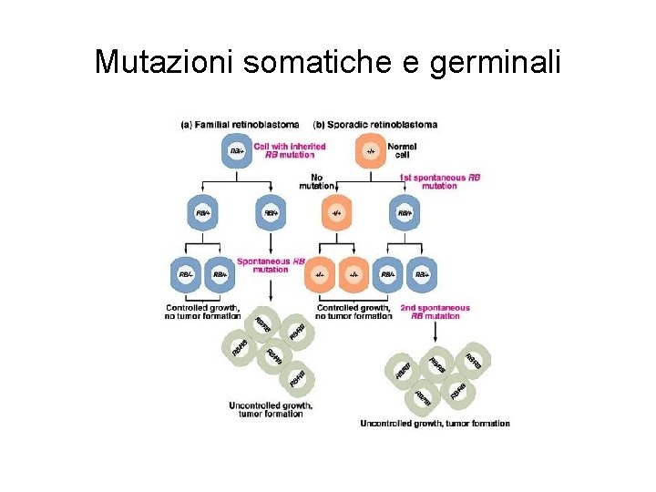 Mutazioni somatiche e germinali 