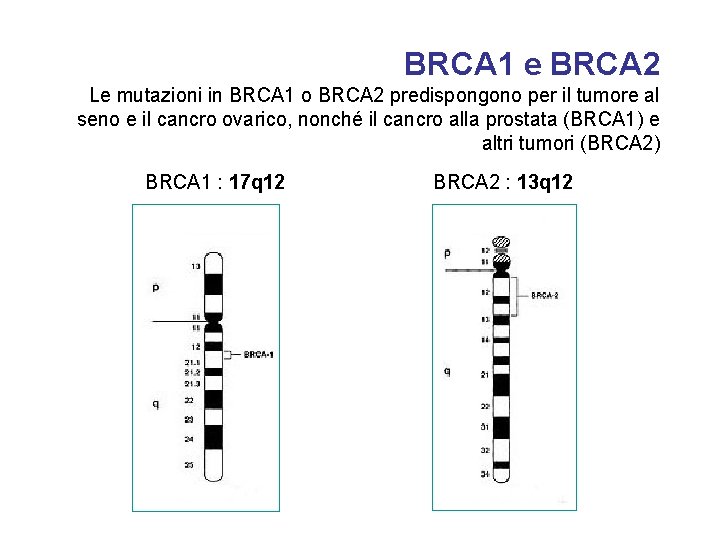 BRCA 1 e BRCA 2 Le mutazioni in BRCA 1 o BRCA 2 predispongono