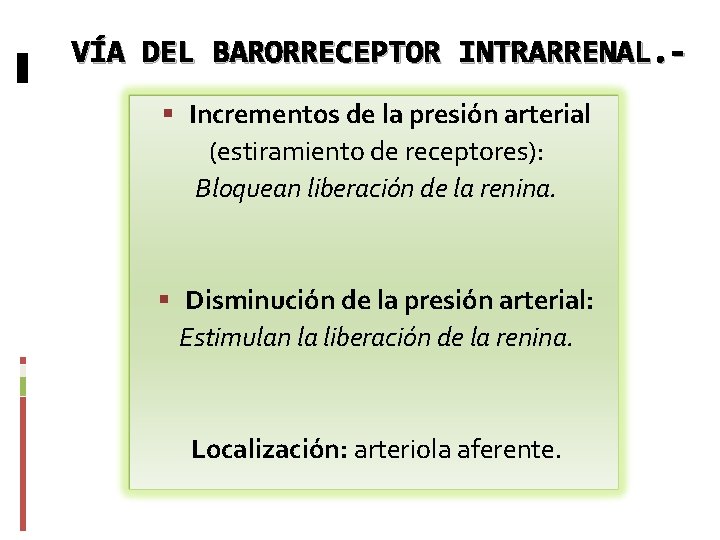 VÍA DEL BARORRECEPTOR INTRARRENAL. Incrementos de la presión arterial (estiramiento de receptores): Bloquean liberación