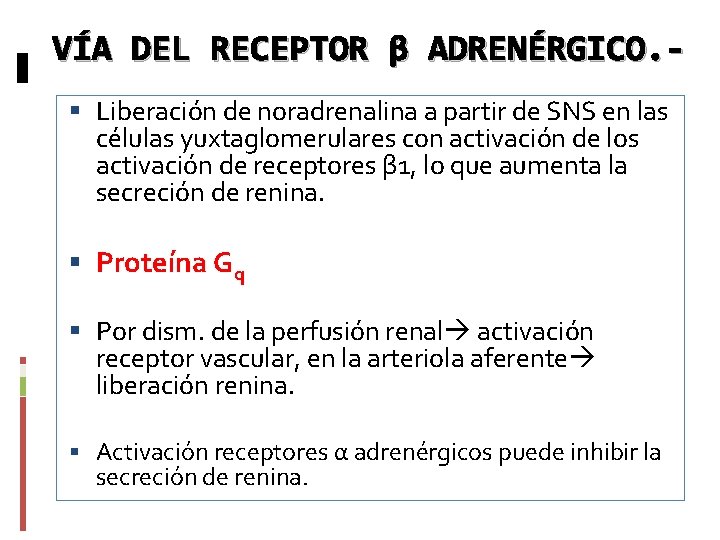 VÍA DEL RECEPTOR β ADRENÉRGICO. Liberación de noradrenalina a partir de SNS en las