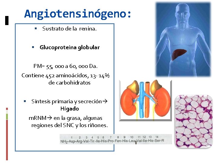 Angiotensinógeno: Sustrato de la renina. Glucoproteína globular PM= 55, 000 a 60, 000 Da.