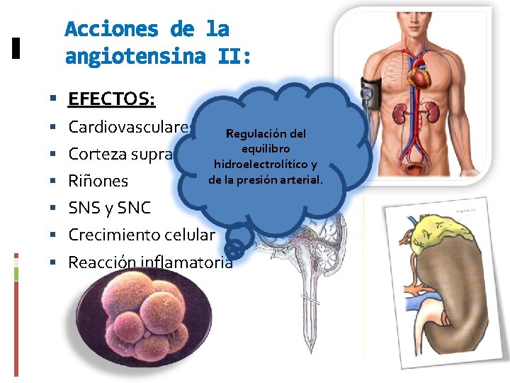 Acciones de la angiotensina II: EFECTOS: Cardiovasculares. Regulación del equilibro Corteza suprarrenalhidroelectrolítico y de