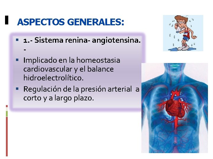 ASPECTOS GENERALES: 1. - Sistema renina- angiotensina. Implicado en la homeostasia cardiovascular y el