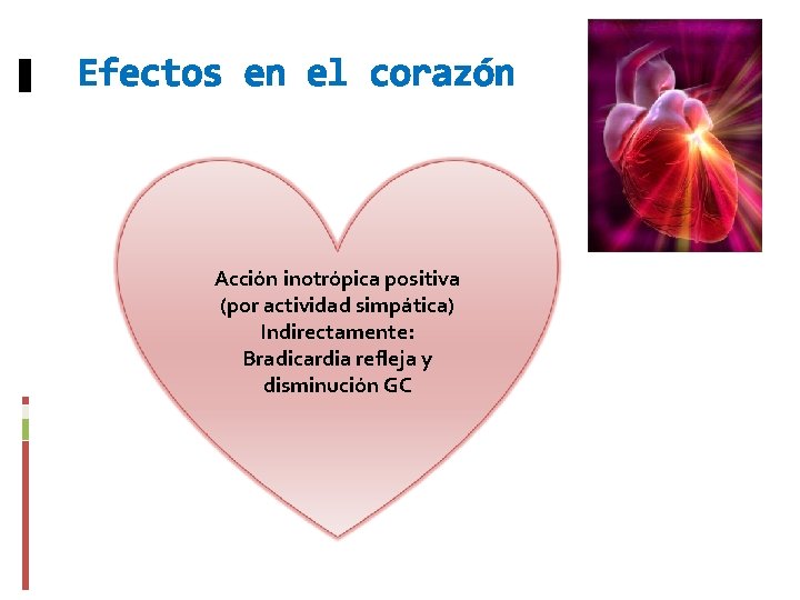 Efectos en el corazón Acción inotrópica positiva (por actividad simpática) Indirectamente: Bradicardia refleja y