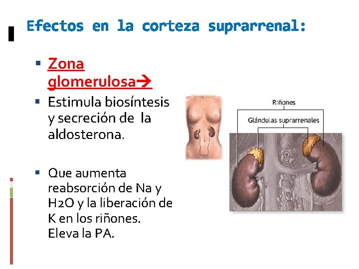 Efectos en la corteza suprarrenal: Zona glomerulosa Estimula biosíntesis y secreción de la aldosterona.