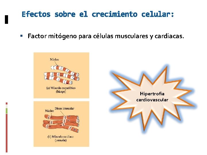 Efectos sobre el crecimiento celular: Factor mitógeno para células musculares y cardiacas. Hipertrofia cardiovascular