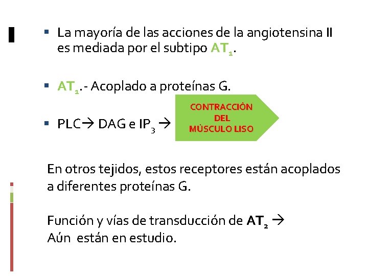  La mayoría de las acciones de la angiotensina II es mediada por el