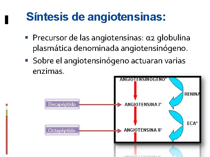 Síntesis de angiotensinas: Precursor de las angiotensinas: α 2 globulina plasmática denominada angiotensinógeno. Sobre