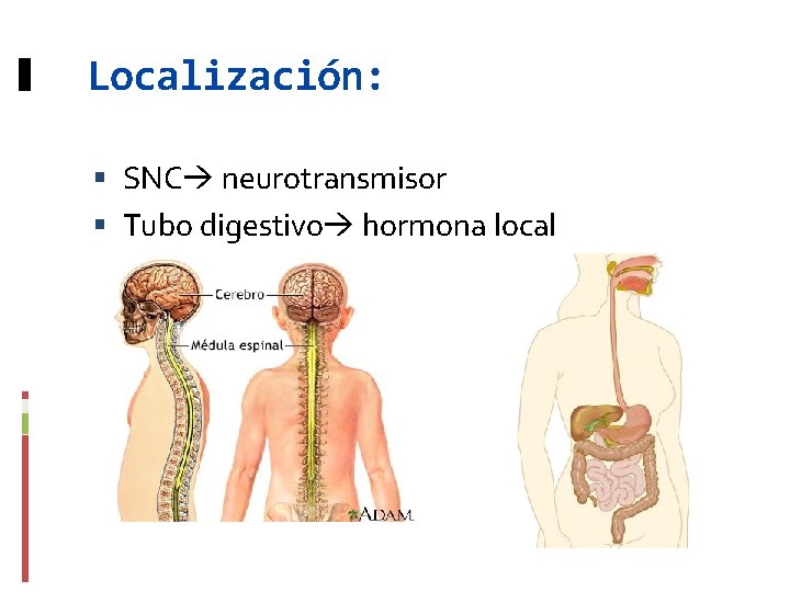 Localización: SNC neurotransmisor Tubo digestivo hormona local 