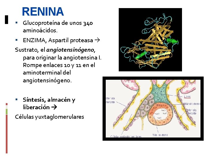 RENINA Glucoproteína de unos 340 aminoácidos. ENZIMA, Aspartil proteasa Sustrato, el angiotensinógeno, para originar