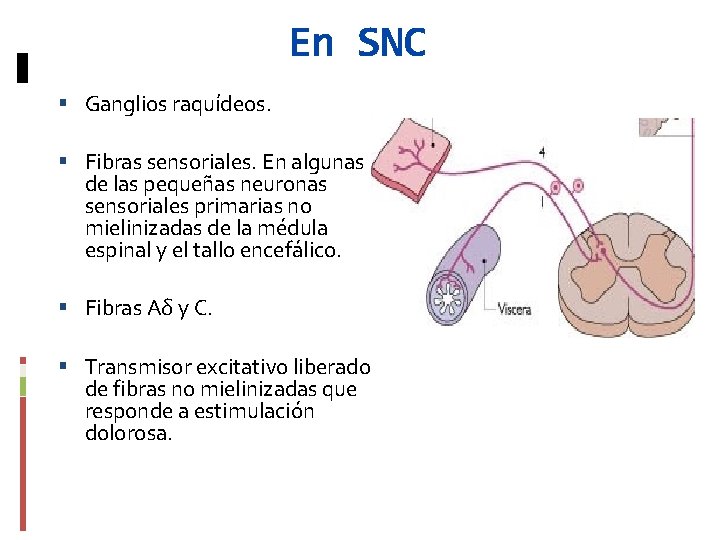 En SNC Ganglios raquídeos. Fibras sensoriales. En algunas de las pequeñas neuronas sensoriales primarias