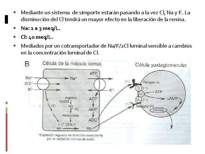  Mediante un sistema de simporte estarán pasando a la vez Cl, Na y