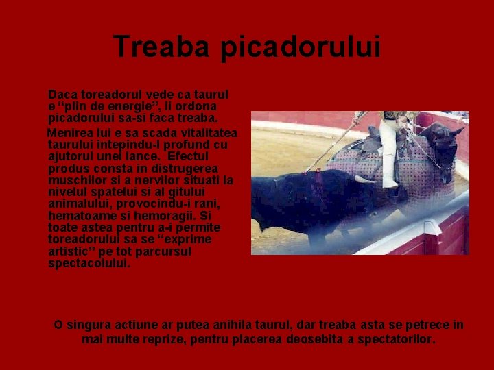 Treaba picadorului Daca toreadorul vede ca taurul e “plin de energie”, ii ordona picadorului