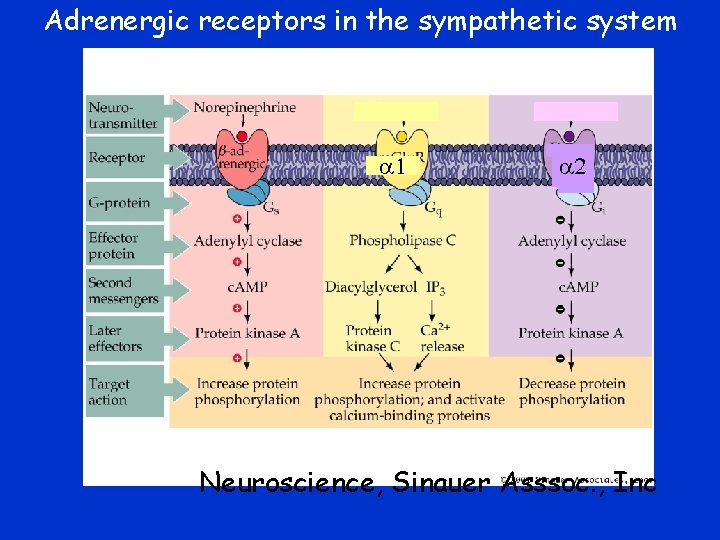 Learning Objectives Describe the anatomical differences between the