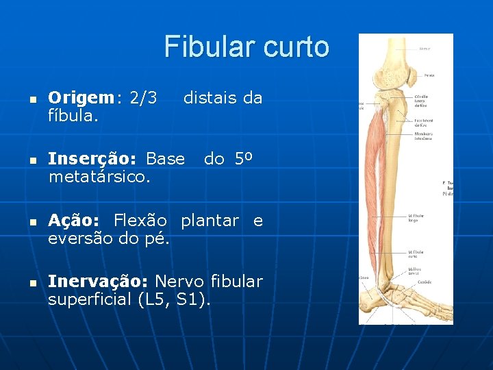 Fibular curto n n Origem: 2/3 fíbula. distais da Inserção: Base metatársico. do 5º